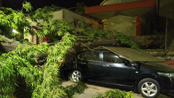 Tree falls on parked car near Bhadkamkar Hospital, Thane 1