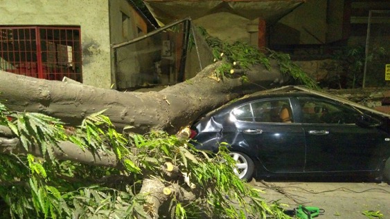Tree falls on parked car near Bhadkamkar Hospital, Thane