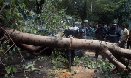 91-year-old dies after being hit by falling tree branch in Walkeshwar society
