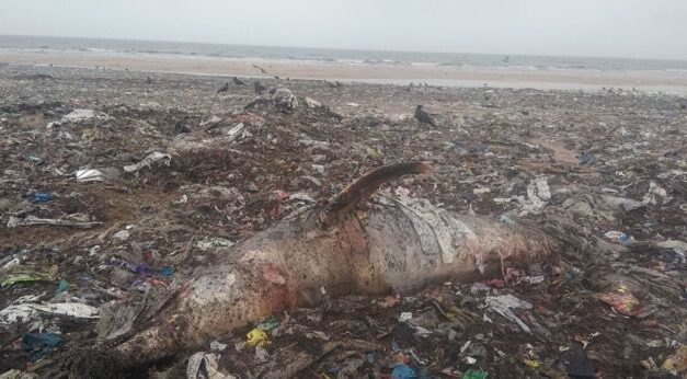 Dolphin carcass found amid waste at Juhu Silver beach: 2nd case in 2 days, 4th this month