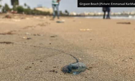 Beach Advisory: Scores of blue bottle jellyfish spotted at Mumbai’s beaches, hundreds injured