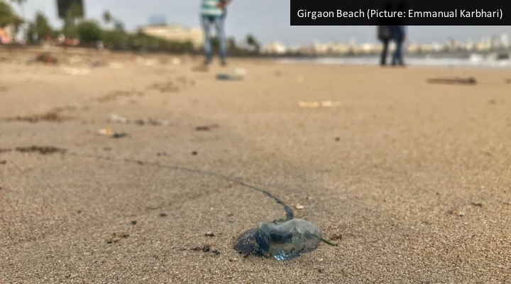 Beach Advisory: Scores of blue bottle jellyfish spotted at Mumbai’s beaches, hundreds injured