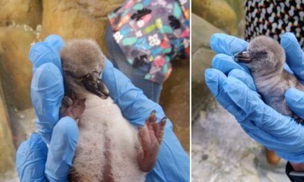 Byculla zoo’s baby penguin no more