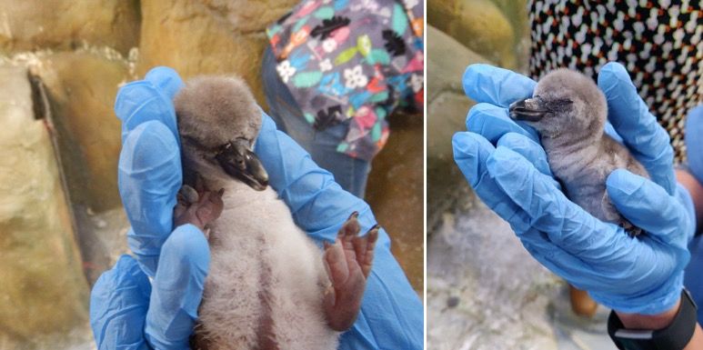 Byculla zoo's baby penguin no more