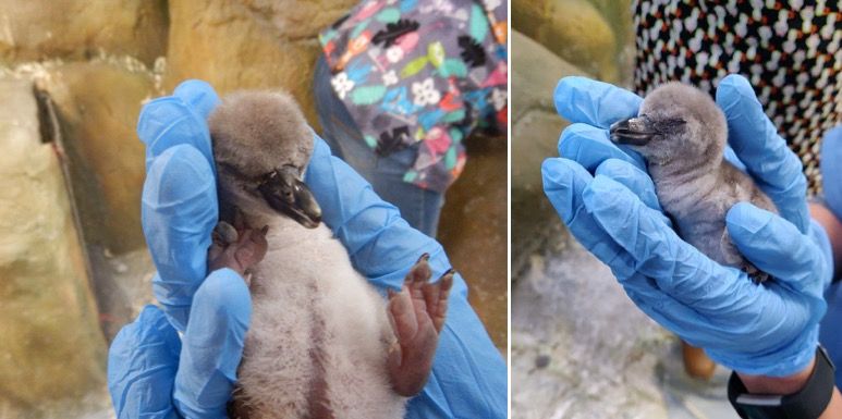 Byculla zoo’s baby penguin no more