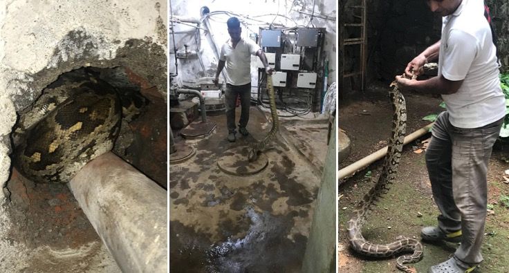 6.5 ft python slithers into Eden Woods housing society in Thane, safely rescued 1