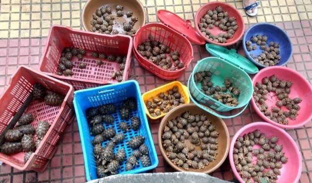 Over 500 rare star tortoises seized at Kurla Terminus, woman arrested