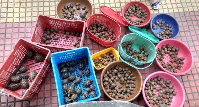 Over 500 rare star tortoises seized at Kurla Terminus, woman arrested