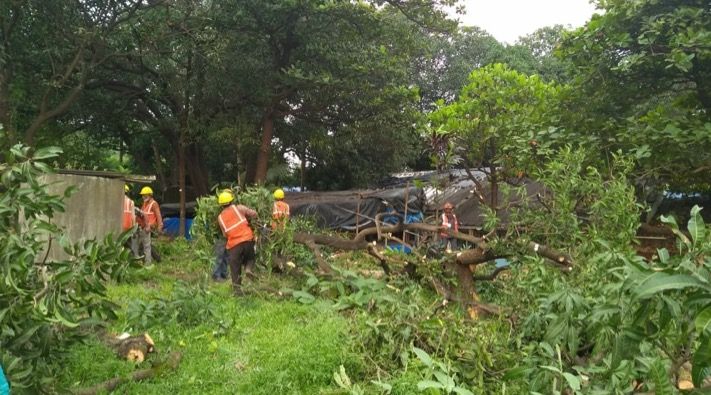 Bombay HC refuses interim relief for tree cutting at Aarey, says MMRCL can fell 'permitted' trees