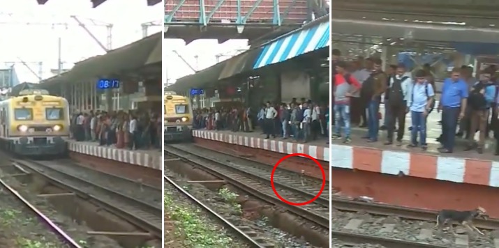 Video: Motorman slows down train at Mulund to avoid running over stray dog