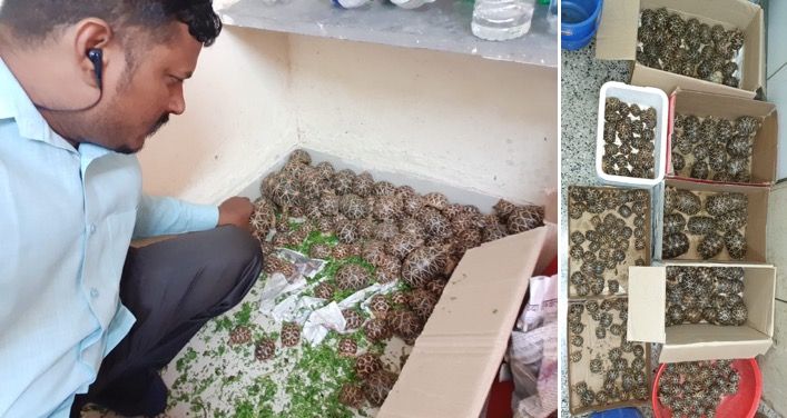 293 endangered star tortoises rescued in Navi Mumbai, two smugglers held