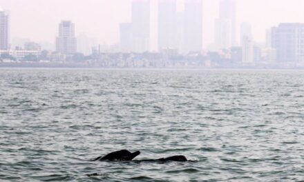 Humpback Dolphins make rare appearance near Bandra-Worli sea link