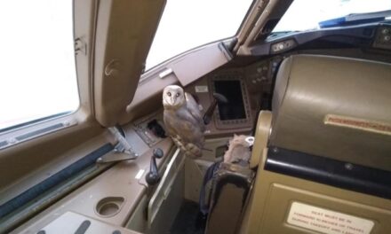 Owl spotted in cockpit of parked Jet Airways flight at Mumbai airport