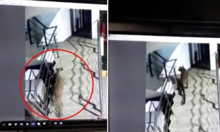 Video: Leopard spotted at Korum Mall, Thane