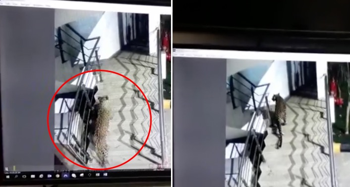 Video: Leopard spotted at Korum Mall, Thane 1