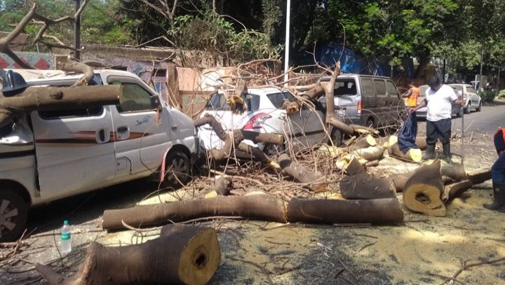 Tree falls on 4 parked cars near police hospital in Thane 1