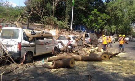Tree falls on 4 parked cars near police hospital in Thane