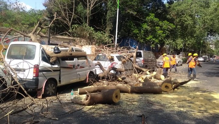 Tree falls on 4 parked cars near police hospital in Thane 2