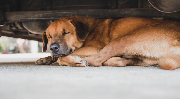 Uber driver booked for running over old dog in Malad