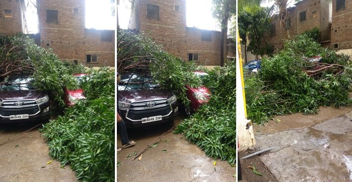 Tree falls in Kandivali society as strong winds sweep Mumbai