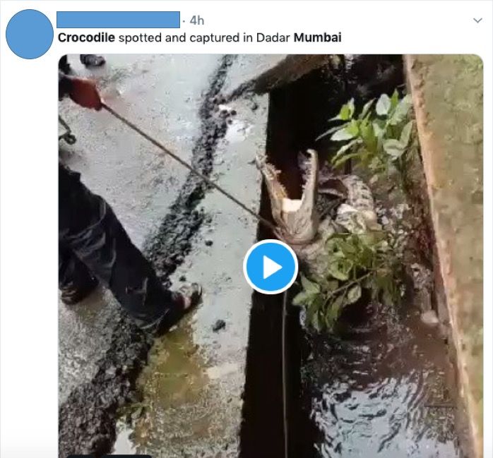 Alert: Viral crocodile rescue video from Dadar Mohalla in Chiplun, not Dadar in Mumbai 1