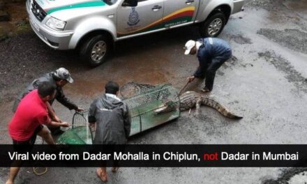 Alert: Viral crocodile rescue video from Dadar Mohalla in Chiplun, not Dadar in Mumbai