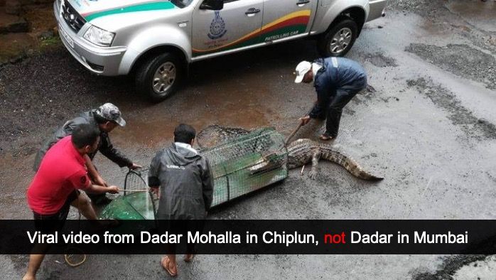 Alert: Viral crocodile rescue video from Dadar Mohalla in Chiplun, not Dadar in Mumbai 2