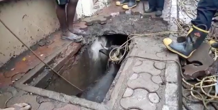 Buffalo falls in open drain at Kandivali, rescued