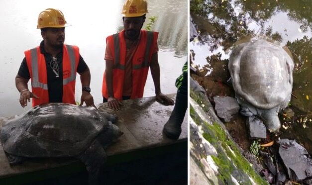 Injured tortoise found in Thane lake, rescued