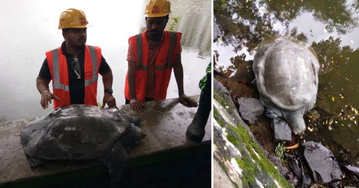 Injured tortoise found in Thane lake, rescued