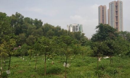 Around 24,000 trees planted across Mumbai, including in areas like Aarey, SGNP: MMRCL