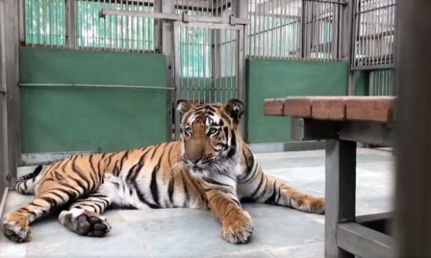 Byculla Zoo gets tiger, tigress after 14 years