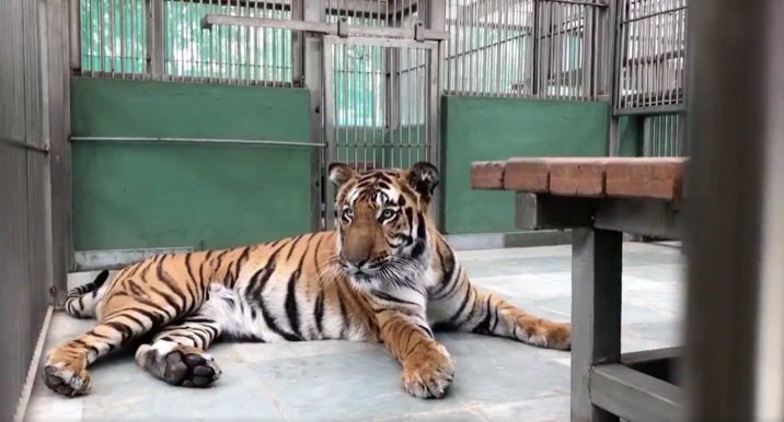 Byculla Zoo gets tiger, tigress after 14 years